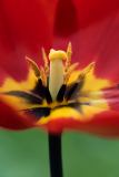 Tulip Center