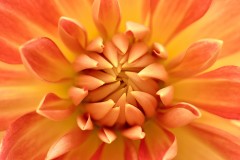 Orange Explosion