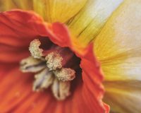 Daffodil Close Up