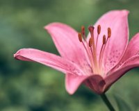 Pink Lilly