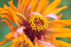 Wild Petals