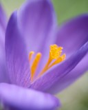 Crocus Surprise