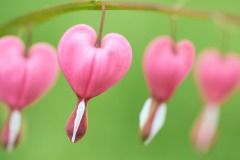 Bleeding Heart Branch