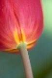 Tulip Lean