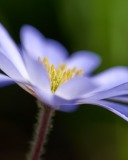 Little Flower Big Bloom