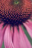 Cone Flower Details