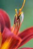 Lilly Strength