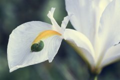 Resting Leaf Iris