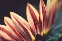 Sunflower Brown