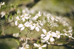 Spring Dogwoods