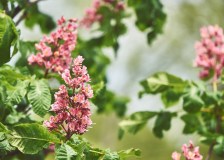 Pink Tree Flowers