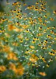 Yellow Beauties