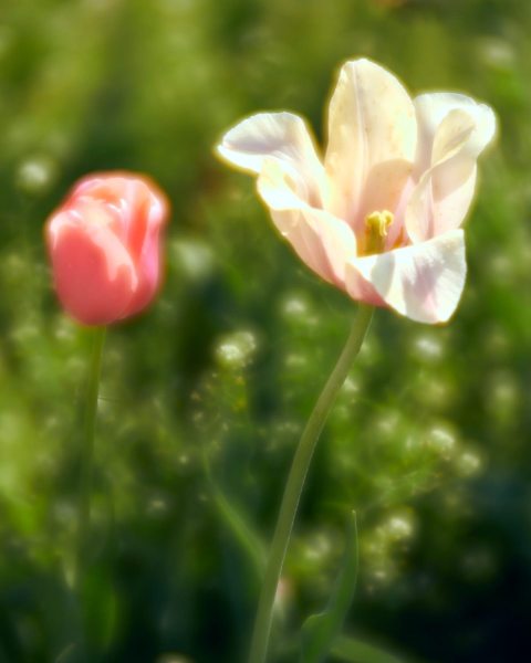 DSC_7620May-06-20240