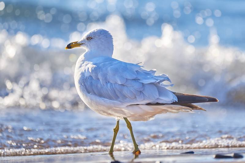 Seagull Shoreline