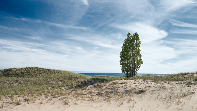 Ludington Dune Trees