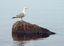 Seagull Rock