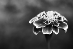 Aug-05-20171651