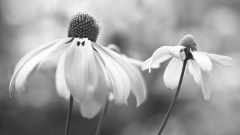 Aug-05-20171683-1