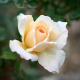 DSC_1868