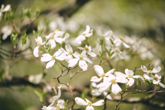 SE-Ohio-Spring-181263May-13-2018
