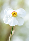 SE-Ohio-Spring-18961May-06-2018