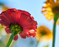 Sep-10-201520258