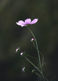Sep-23-20174666