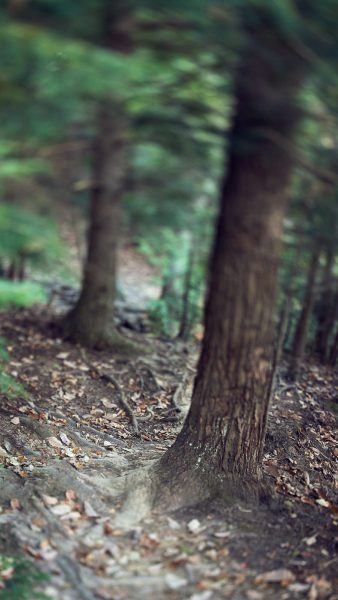Path Blur