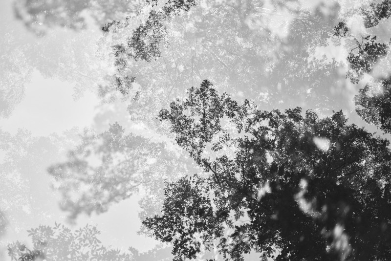 Tree Canopy B&W
