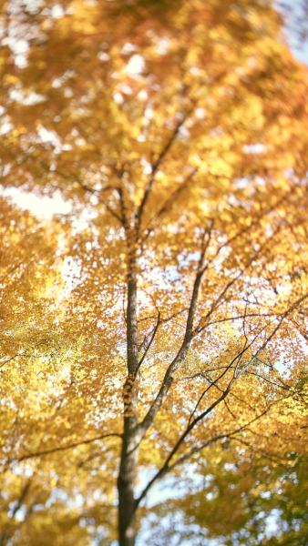 Golden Leaf Cover