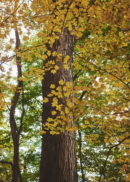 Simple Tree Cover