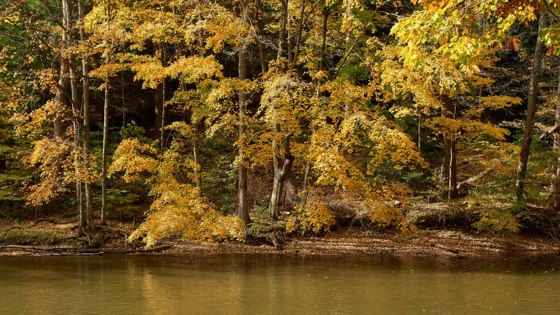 Riverside Landscape