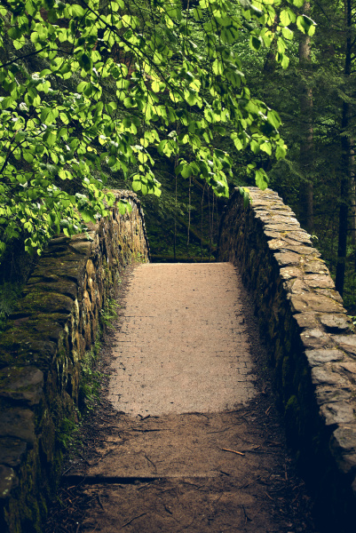Forest Bridge