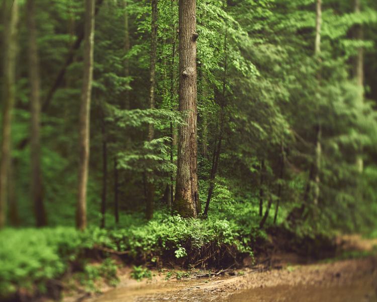Tree Focus