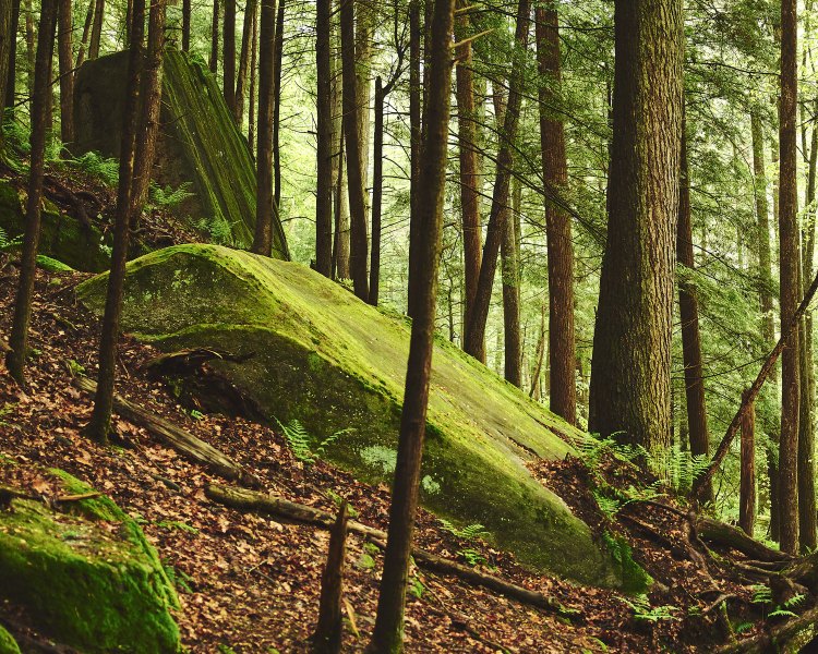 Hillside Boulders