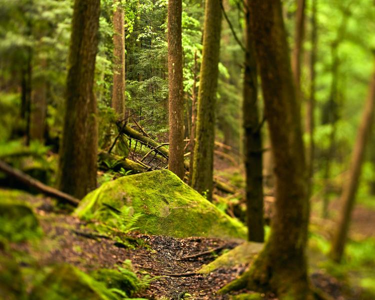 Forest View