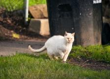 DSC_057615Apr-20-2020