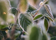 Frosted