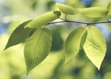 Green Vibrance