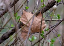 Entangled Leaf