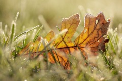 Fallen & Frosted