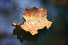 Floating Leaf