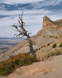 Wind Worn Tree