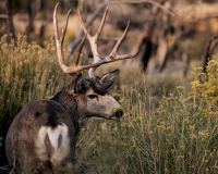 Antlers
