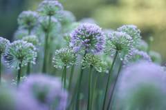 Allium Galore