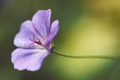 Purple Green