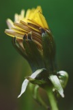 Twisted Dandelion