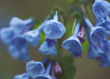 Blue Bells Ringing