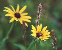 Mini Suns