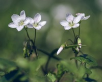 Springing Spring Beauties